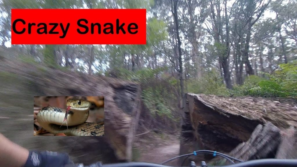 Reversing Crazy Snake at Erica Mountain Bike Park