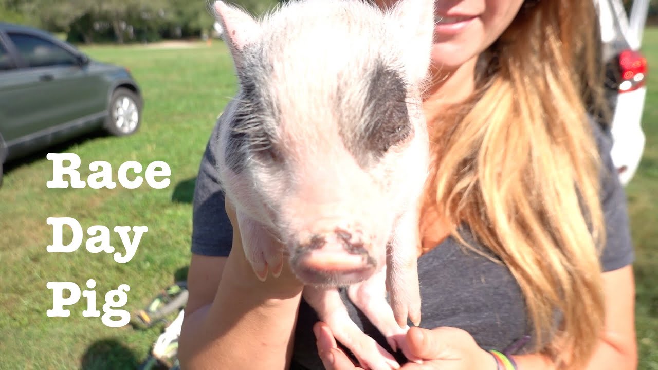 MTB Dual Slalom with a Piglet and Trail Builders